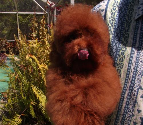 Kisses from this handsome Red Guy